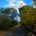 Bridge Through Fall