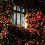 Ivy Windows