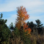 Splash of Orange