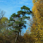 Splash of Evergreen