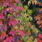 Ivy