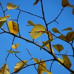 Yellow and blue