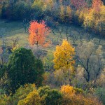 Zoom Trees
