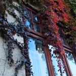 Ivy Window