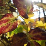 Colors of Fall
