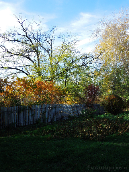 Sky, branches, foliage, fence, grass - lots of colors