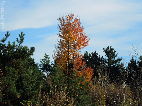 A tree with orange leaves among green firs