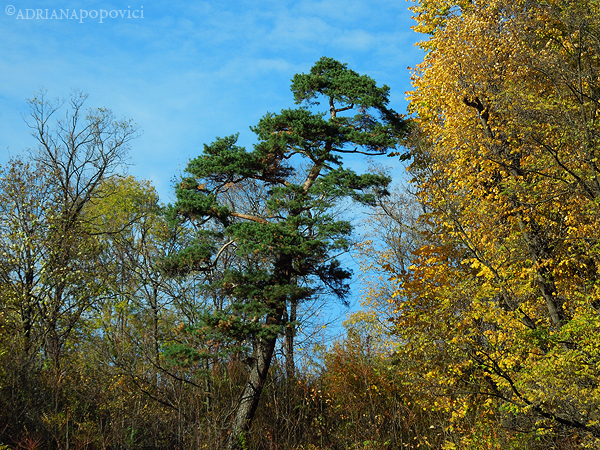 Pine among autumn trees