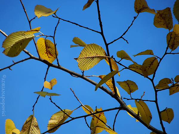 Blue sky and branch with yellow leaves