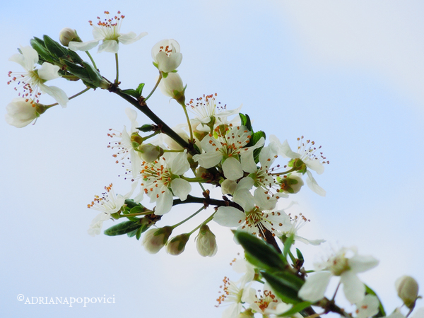 Blossom APopovici