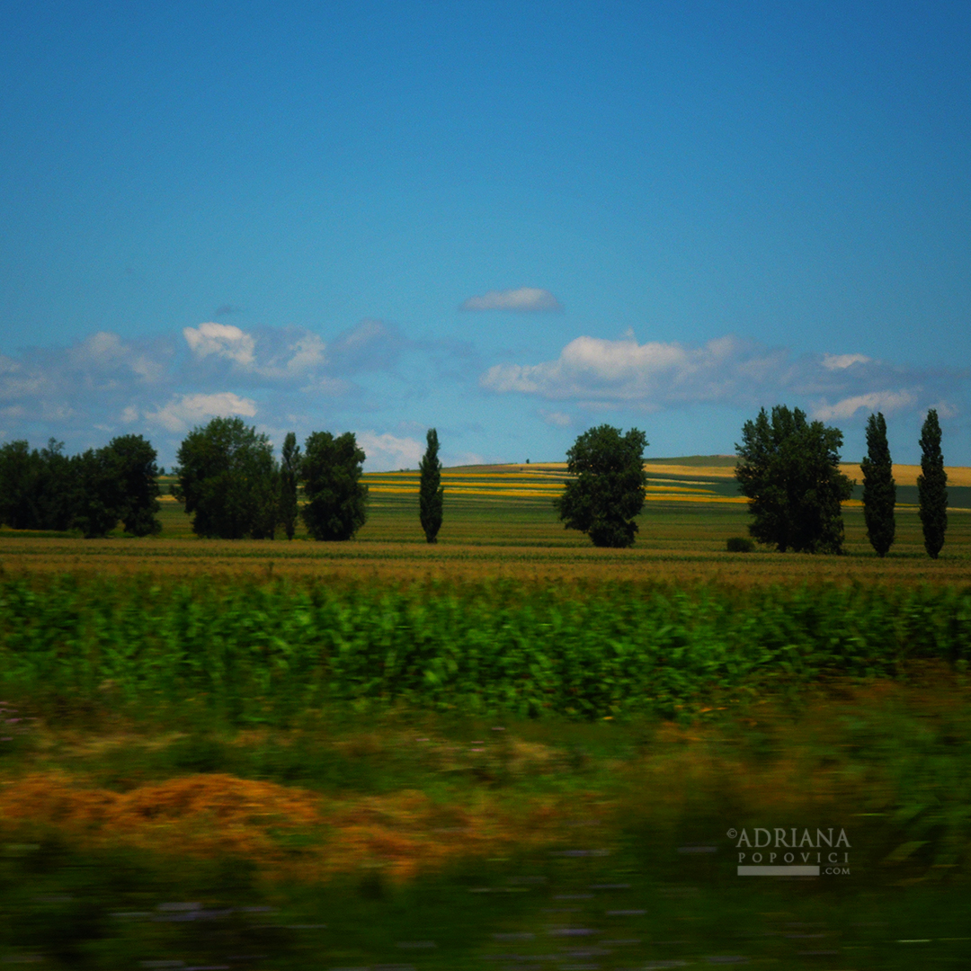 Fields and trees | Adriana Popovici Photography