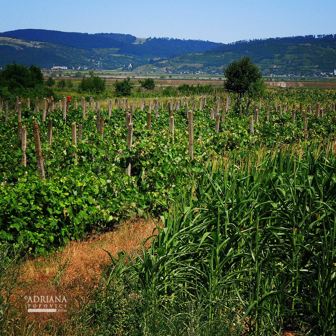 Grape vine and corn field | Adriana Popovici Photography